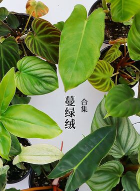蔓绿绒合集热带植物耐阴办公室内桌面绿植盆栽ins风网红热植