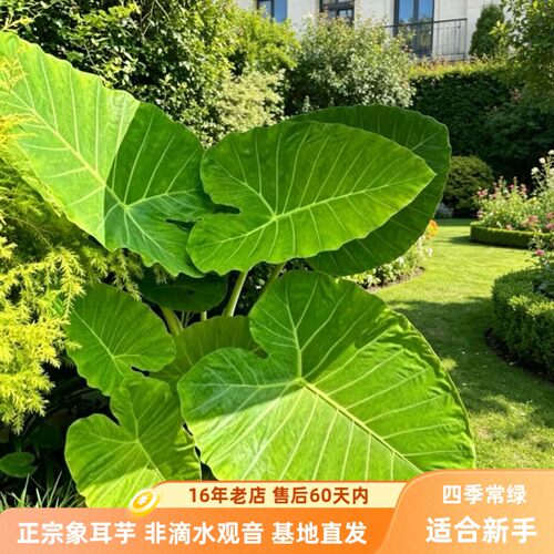 正宗象耳芋小苗网红巨型大叶绿植