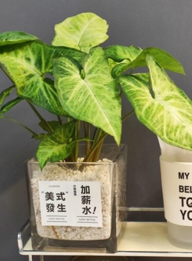 办公室桌面水培土种合果芋绿植盆栽白蝴蝶净化空气室内绿精灵耐阴