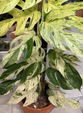 薄荷火焰麒麟尾锦盆栽南天星花叶爬藤植物桌面网红四季常绿植北欧