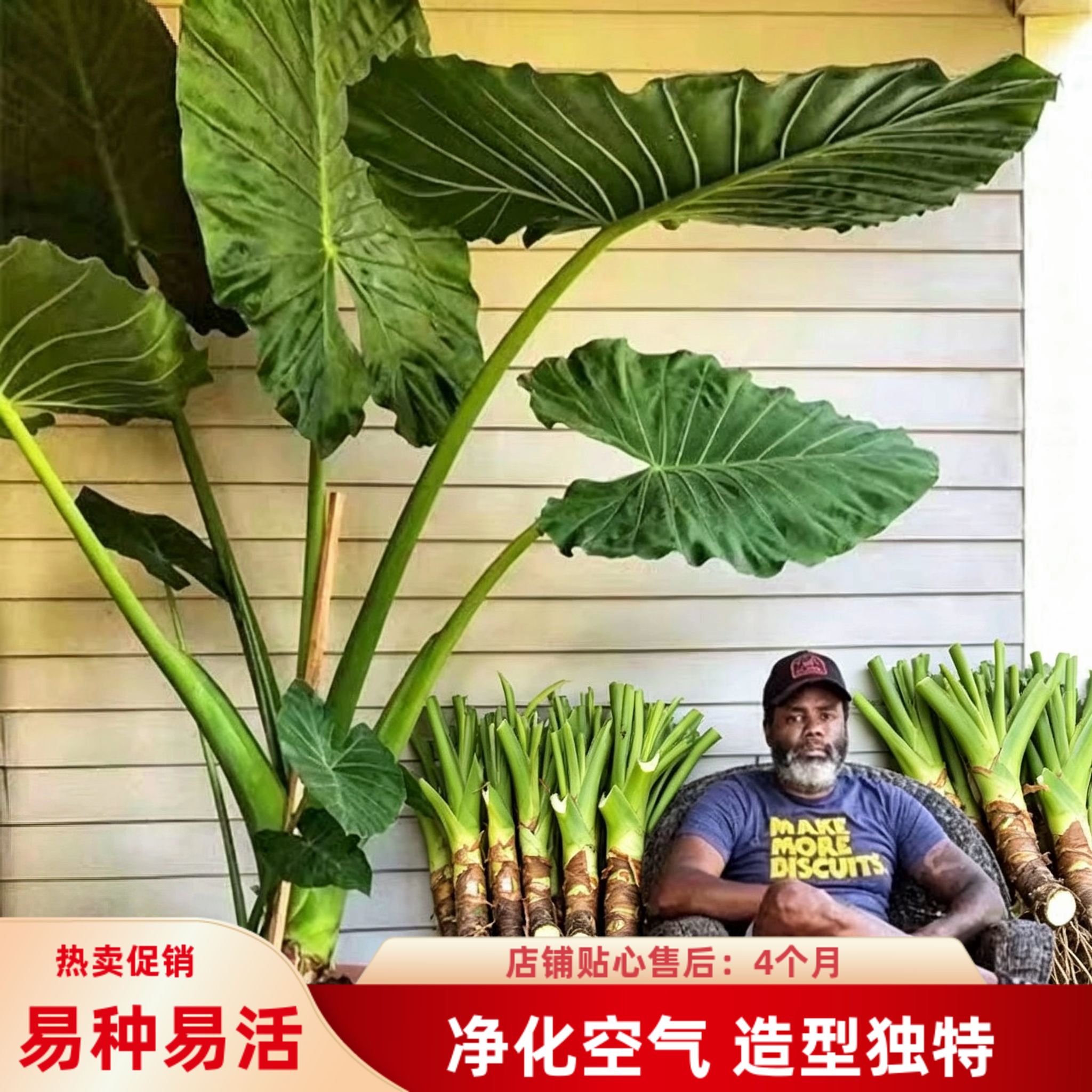 大叶滴水观音海芋霸王芋新居净化空气好养活四季常绿绿植网红老桩