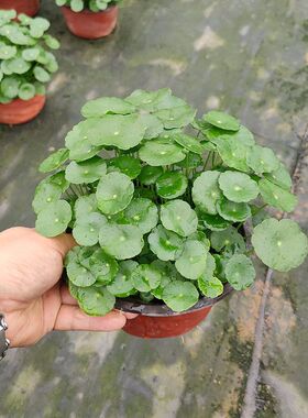铜钱草盆栽水培植物室内外办公室桌面盆栽水养绿植造景园林易种活