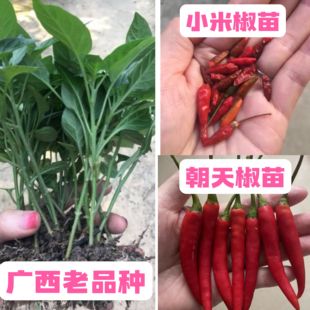 特辣小米椒苗朝天椒广西农家辣椒苗苗食用超辣阳台望天椒盆栽易活