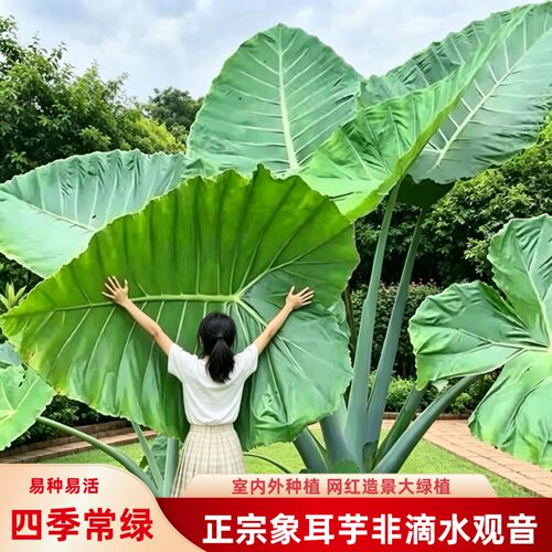 正宗巨型象耳芋室内外热带雨林四季种绿植巨叶大野芋老桩盆栽网红