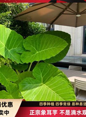 正宗象耳芋小苗室内外网红巨型大叶绿植大野芋盆栽植物四季常绿