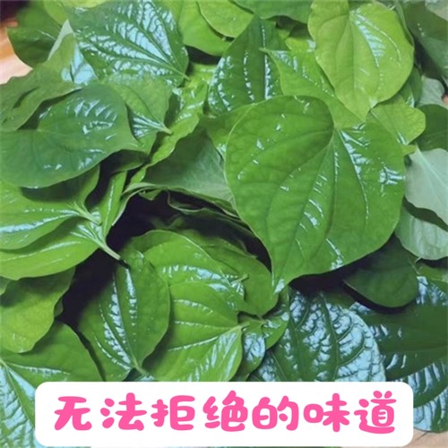 广西假蒌苗带根蛤篓叶可食用农村