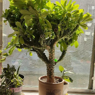 麒麟树玉麒麟易活绿植麒额角净化空气去甲醛盆栽多年生易种易活