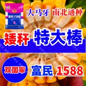 双国审富民1588矮杆大穗高产玉米种子新型基因抗锈病抗倒伏新品 种