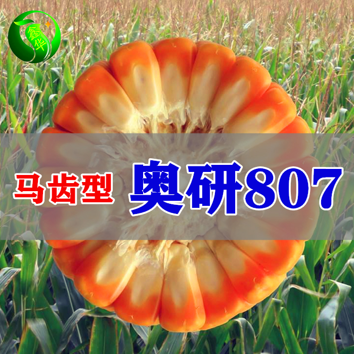 奥研807大田高产抗旱玉米种子矮杆抗倒优质饲料马牙玉米种子包邮