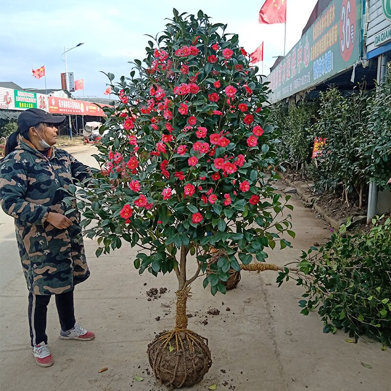 耐冬山茶花树苗庭院耐寒大型花卉四季常青植物耐冻茶花树苗绿植花