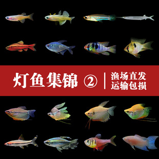 鱼灯科鱼草缸鱼天使鱼红绿灯鱼热带鱼渔场神仙鱼孔雀鱼渔场直供