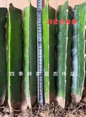 30公分嫁接火龙果三角柱蟹爪兰猴尾仙人球令箭花龙骨嫁接钻木嫁接