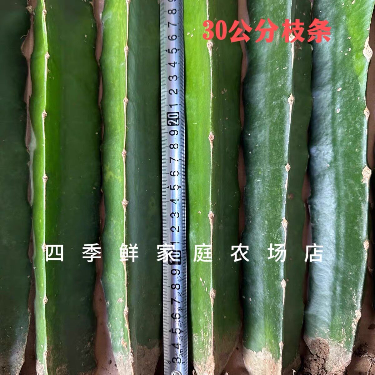 30公分嫁接火龙果三角柱蟹爪兰猴尾仙人球令箭花龙骨嫁接钻木嫁接