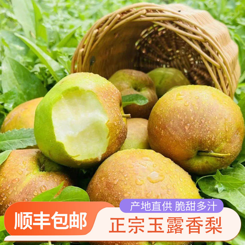 山西玉露香梨皮薄多汁
