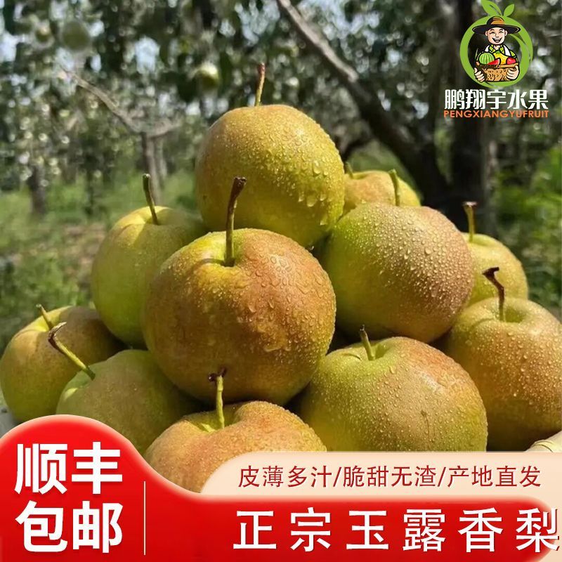 山西玉露香梨皮薄多汁