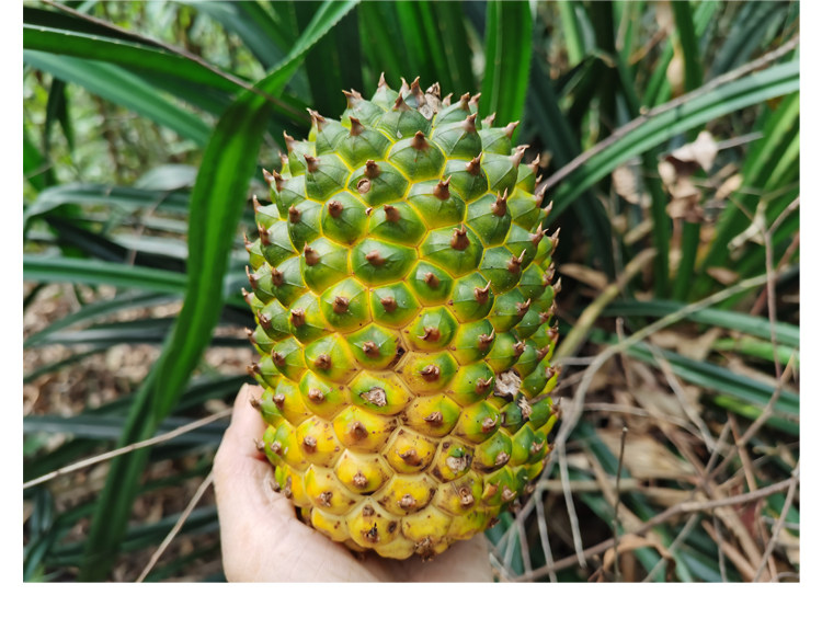广西新鲜 露兜簕 假菠萝,簕菠萝,山菠萝,婆锯簕  全株