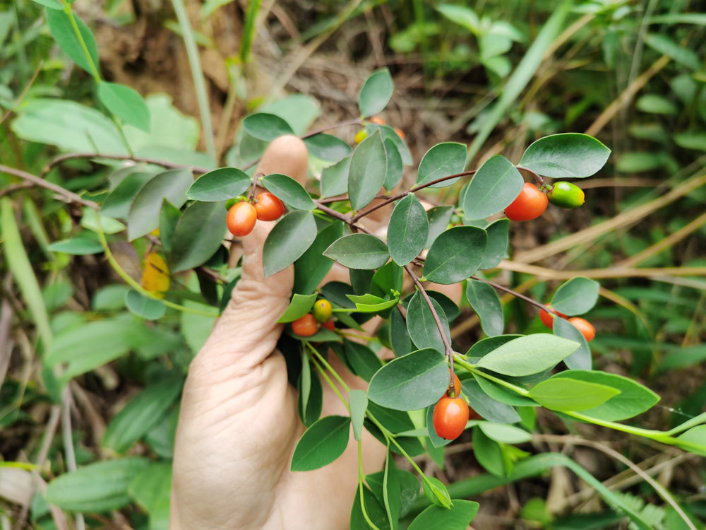 广西中药材 了哥王 鸡子麻 岭南荛花 鲜品全株