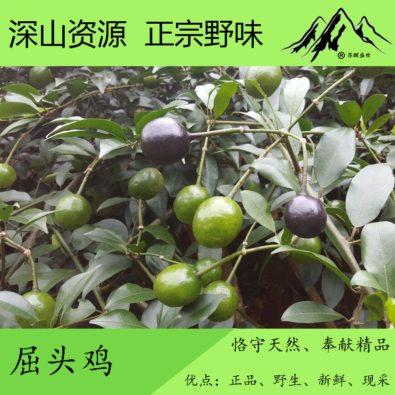 广西中药材新鲜屈头鸡果  鸭胆子 水三七 水鸡头 青果  现摘现发