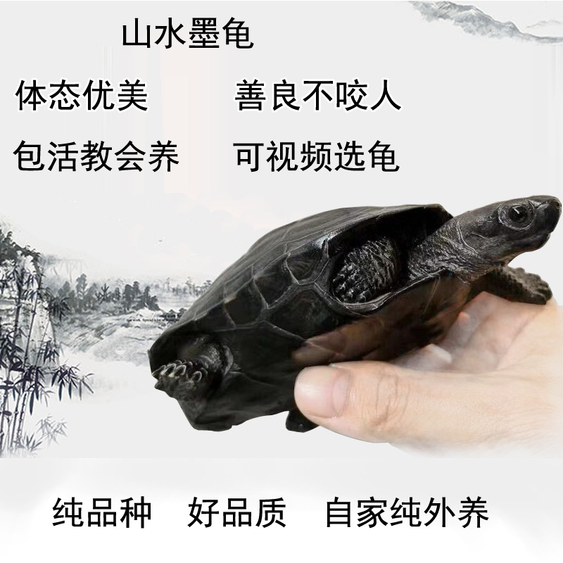 墨龟全黑活体宠物龟中华草龟公品种纯观赏龟不咬人长寿龟正宗墨龟