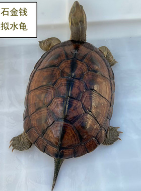 石金钱龟活体小乌龟宠物黄喉拟水龟南石金钱龟乌龟外养长寿龟小青