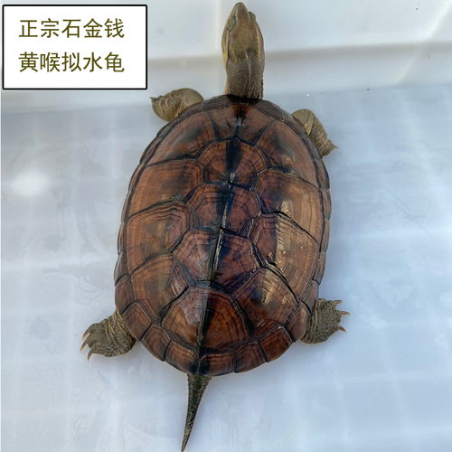 石金钱龟活体小乌龟宠物黄喉拟水龟南石金钱龟乌龟外养长寿龟小青