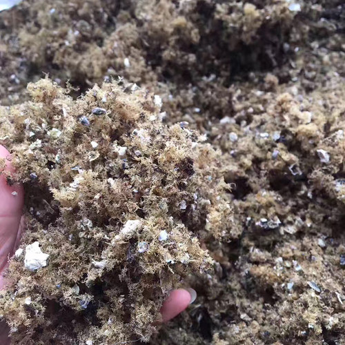 【小石花】福建六鳌野生石花草海石花藻小石花膏石花菜250g