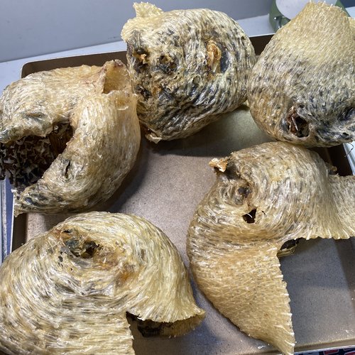 北海船晒刺龟皮品质好煲汤炖汤炒菜都可以