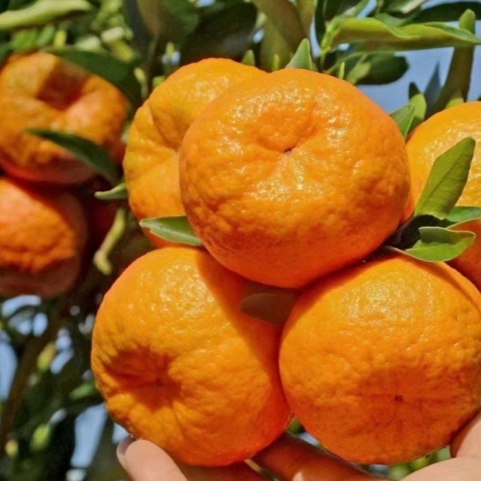 重庆特产开州碰柑薄皮橘子带叶现摘现发芦柑蜜橘晚熟椪柑