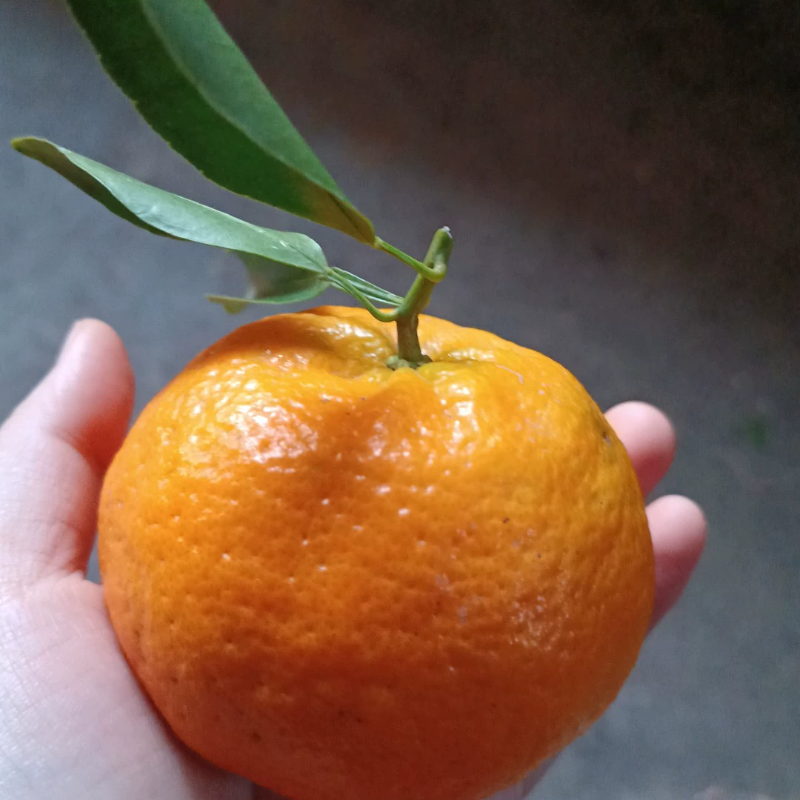 重庆特产开州碰柑薄皮橘子带叶现摘现发柑子蜜橘大果椪柑