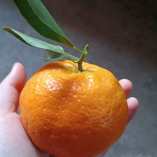 重庆特产开州碰柑薄皮橘子带叶现摘现发柑子蜜橘大果椪柑