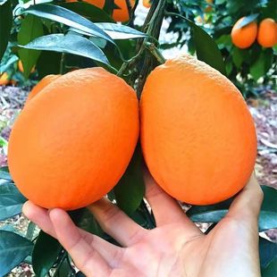 重庆开州陈家鹅蛋柑新鲜橙子水果纽荷尔脐橙现摘现发大果