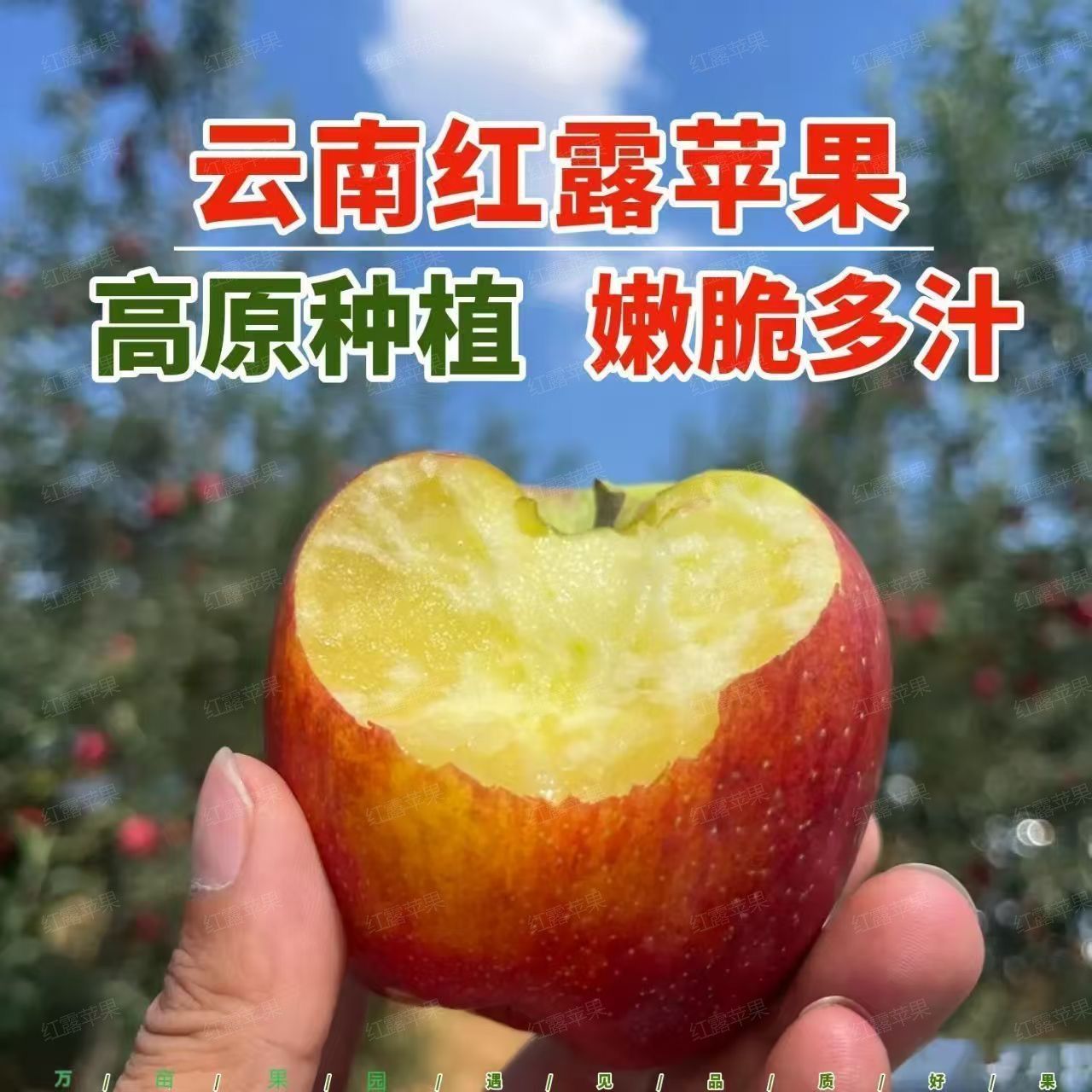 盛果邻  云南昭通红露苹果早熟露天红露冰糖心樱桃小苹果脆甜多汁
