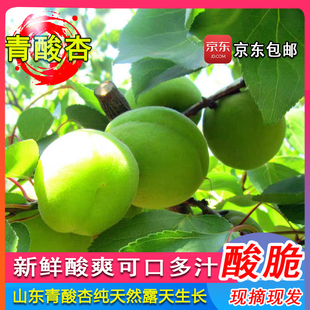 山东青杏酸杏子新鲜水果青杏整箱孕妇挚爱零食现摘农家酸爽包邮