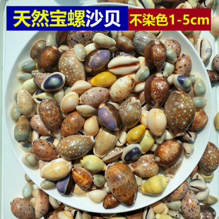 天然宝螺混装稀有海螺猪仔螺贝币造景摆设装饰礼物创意diy材料