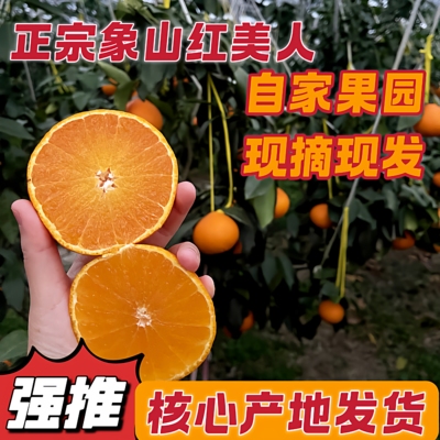 象山柑橘红美人新鲜采摘8-15℃