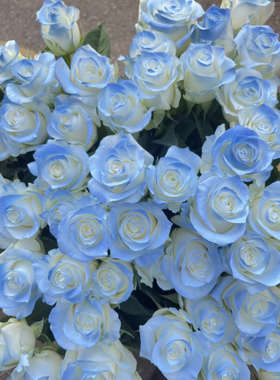 云南基地直发碎冰蓝玫瑰白色骄傲室内水培鲜切花百合花束