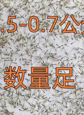 本地泥鳅水花苗钻泥