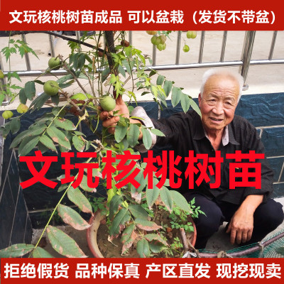 元宝大粗筋蛤蟆头文玩核桃树苗