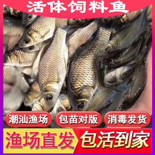 土鲫鱼鱼苗活体饲料鱼鱼料活鱼喂鳜鱼喂金龙喂乌龟喂桂花鲈鱼活饵