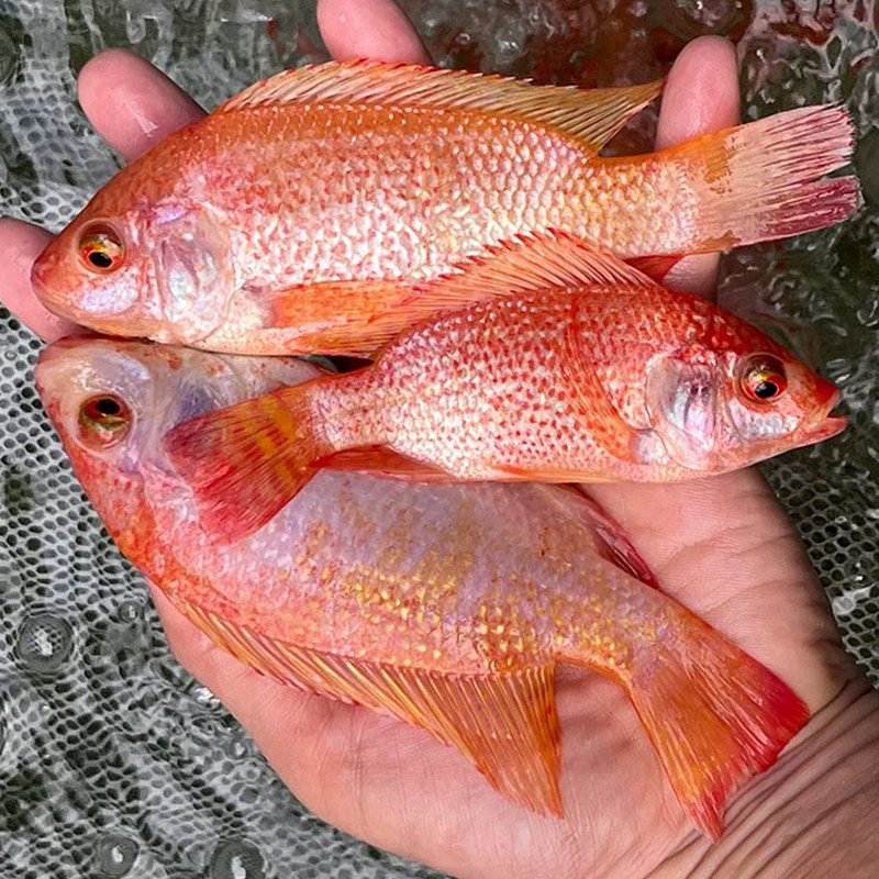 正宗红罗非鱼苗批发彩虹雕豹纹红特大种罗非鱼苗淡水福寿鱼红罗非