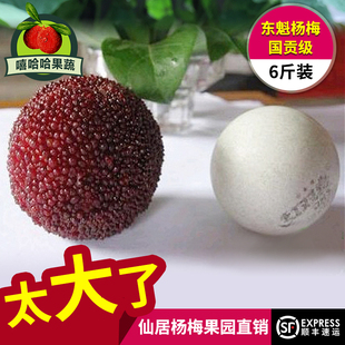 【杨梅皇】正宗仙居东魁杨梅超大果胜乒乓球豪华礼盒新鲜水果顺丰