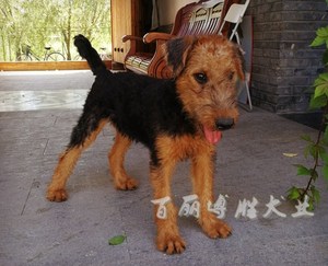 家养伴侣犬聪明万能梗犬纯种幼犬活体宠物狗狗不掉毛无体味梗王