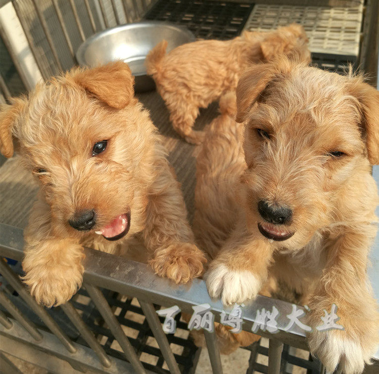 宠物狗狗活体 湖畔梗犬母 聪明乖巧家养好打理不掉毛无体味签协议