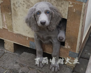 国外引进稀有长毛魏玛犬威玛猎犬幼犬纯种宠物狗狗活体蓝眼睛保活