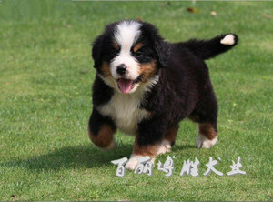 伯恩山犬纯种幼犬母宠物狗狗活体家养照顾孩子聪明疫苗打完保健康