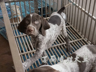 活体宠物狗狗德国波音达指示猎犬纯种打猎用犬母速度快耐力好保活