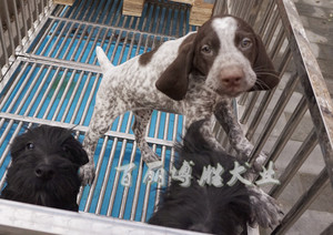 国外进口德国波音达猎犬幼犬纯种稀有聪明听话伴侣犬宠物狗狗血统