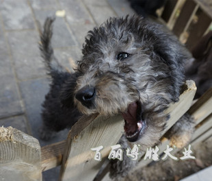 宠物狗狗贝灵顿梗贝林顿梗犬幼犬小狗活体绵羊犬不掉毛无体臭带证