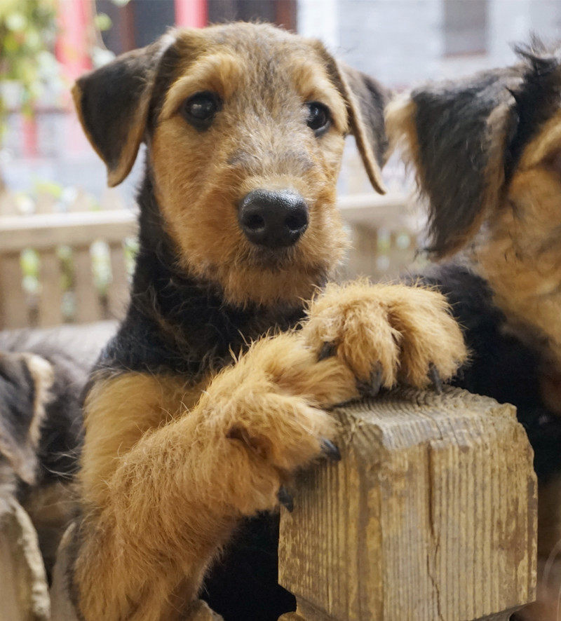 宠物狗万能梗幼犬母小狗活体带纯种犬证书梗犬家庭护卫犬好打理