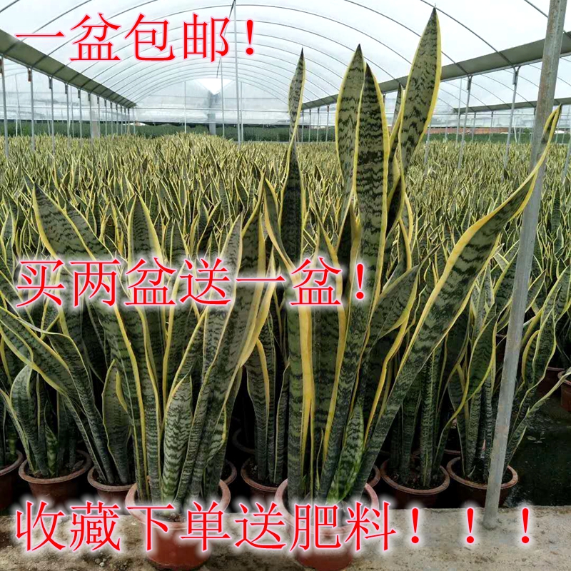 虎皮兰盆栽苗虎皮兰植物室内观叶绿植虎皮兰苗小盆栽金边虎皮兰